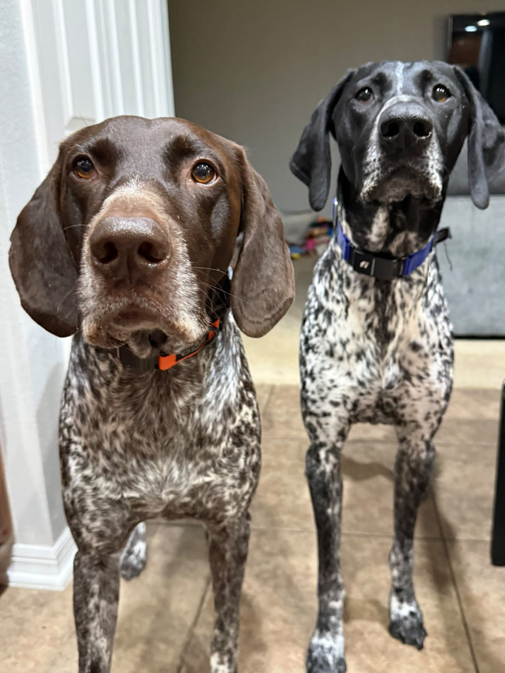 Hank & Boone