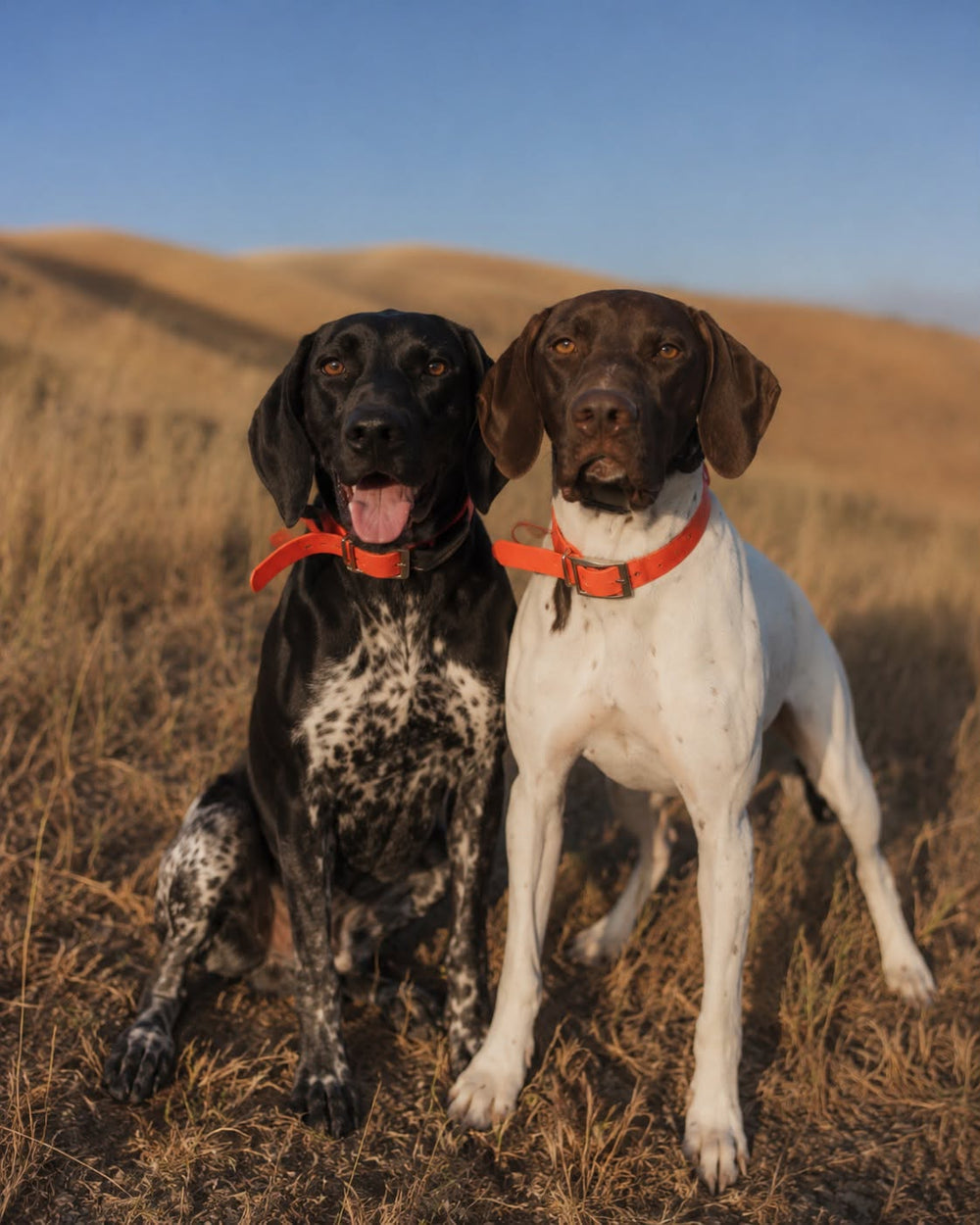 Otto and Peewee