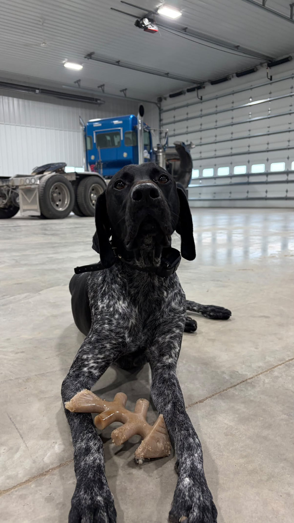 Archie