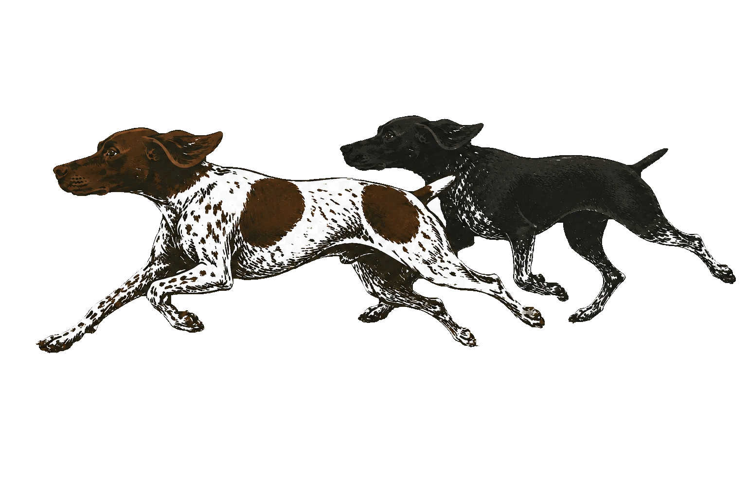 Two running German Shorthaired Pointers, liver-and-white in front and black behind, with a white outline